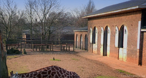 giraffe gif in a zoo
